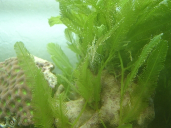  Caulerpa paspaloides (Palm Tree Algae)